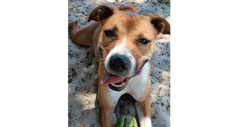 picture of the dog needing adoption