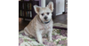 adoptable Dog in  named Gizelle