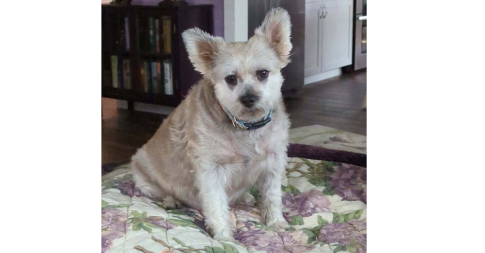 adoptable Dog in Sebring, FL named Gizelle