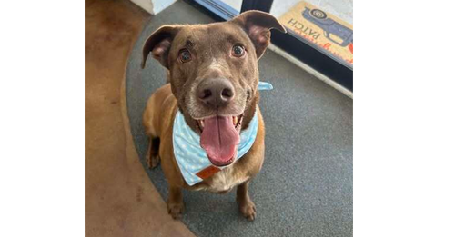 picture of the dog needing adoption