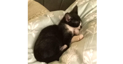 picture of the cat needing adoption