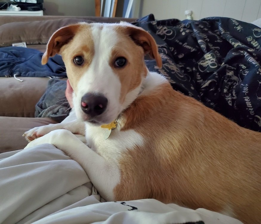 adoptable Dog in Hillsboro, MO named Koda