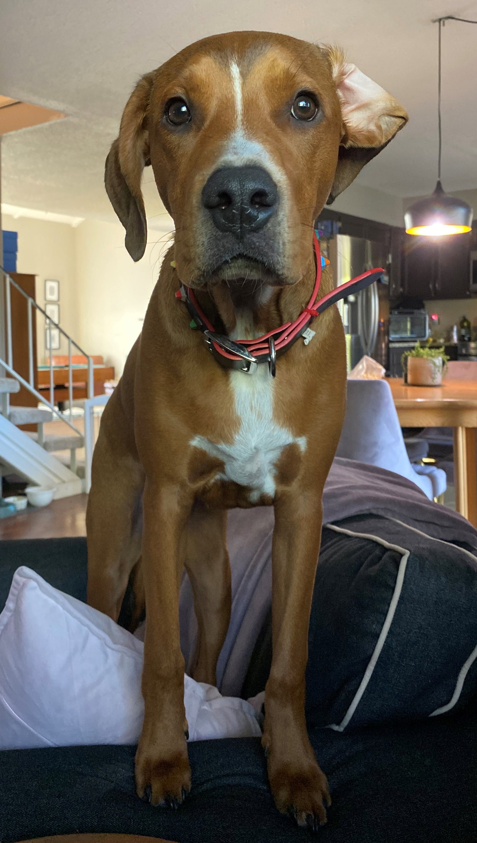 Dog for Adoption - Oliver, a Rhodesian Ridgeback in Waterloo, IL ...