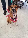 adoptable Dog in hillsboro, MO named Indie