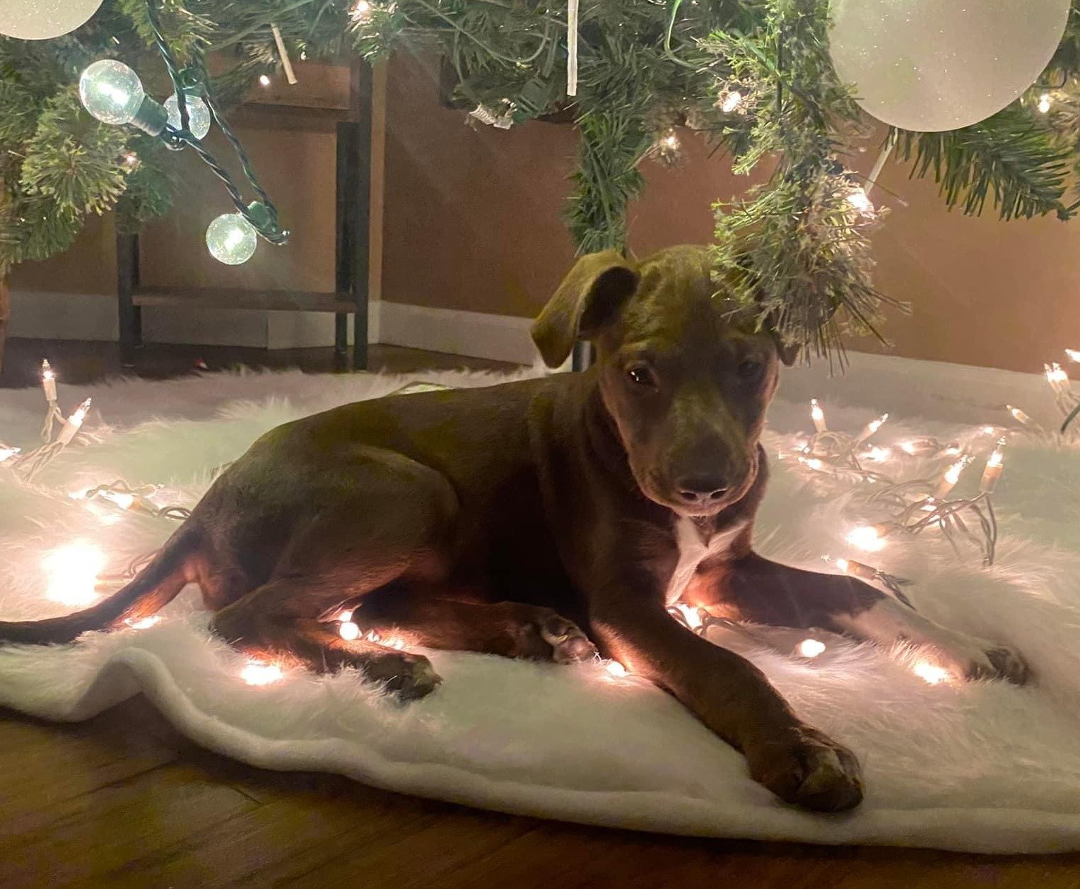 Dog adoption in Hillsboro, MO 63050 Labrador Retriever / Mixed (short coat) Dog "Peanut"