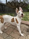 adoptable Dog in hillsboro, OR named Phoebe