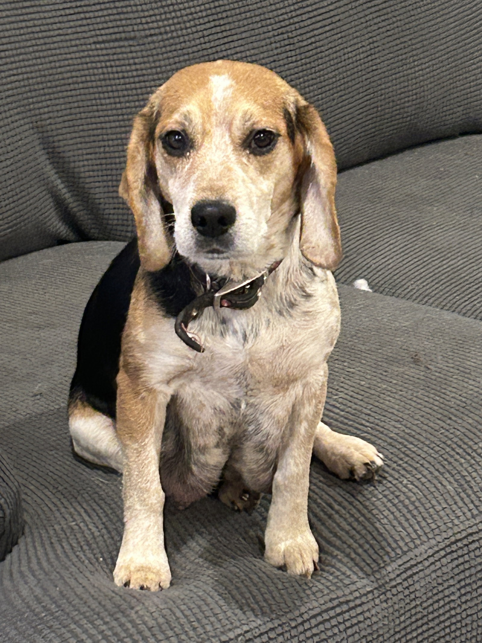 Dog for Adoption Annie, a Beagle in Park Hills, MO Alpha Paw