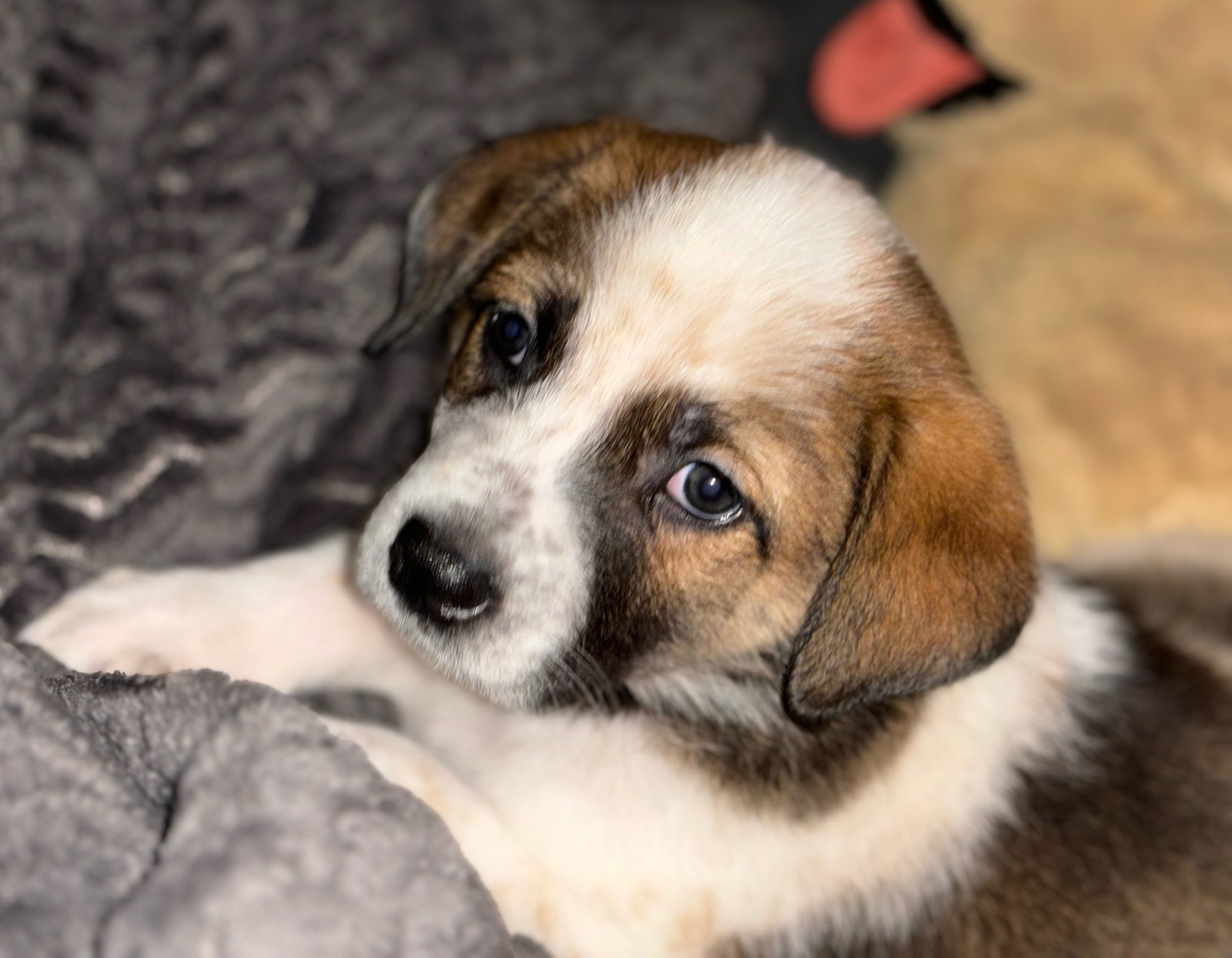 Dog adoption in Hillsboro, MO 63050 Anatolian Shepherd / Great Pyrenees / Mixed (short coat