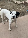 adoptable Dog in hillsboro, MO named Diego