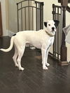 adoptable Dog in LS, MO named Diego