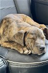 adoptable Dog in hillsboro, MO named Jonah
