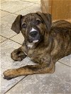 adoptable Dog in hillsboro, MO named Jovie