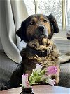 adoptable Dog in hillsboro, MO named Kida