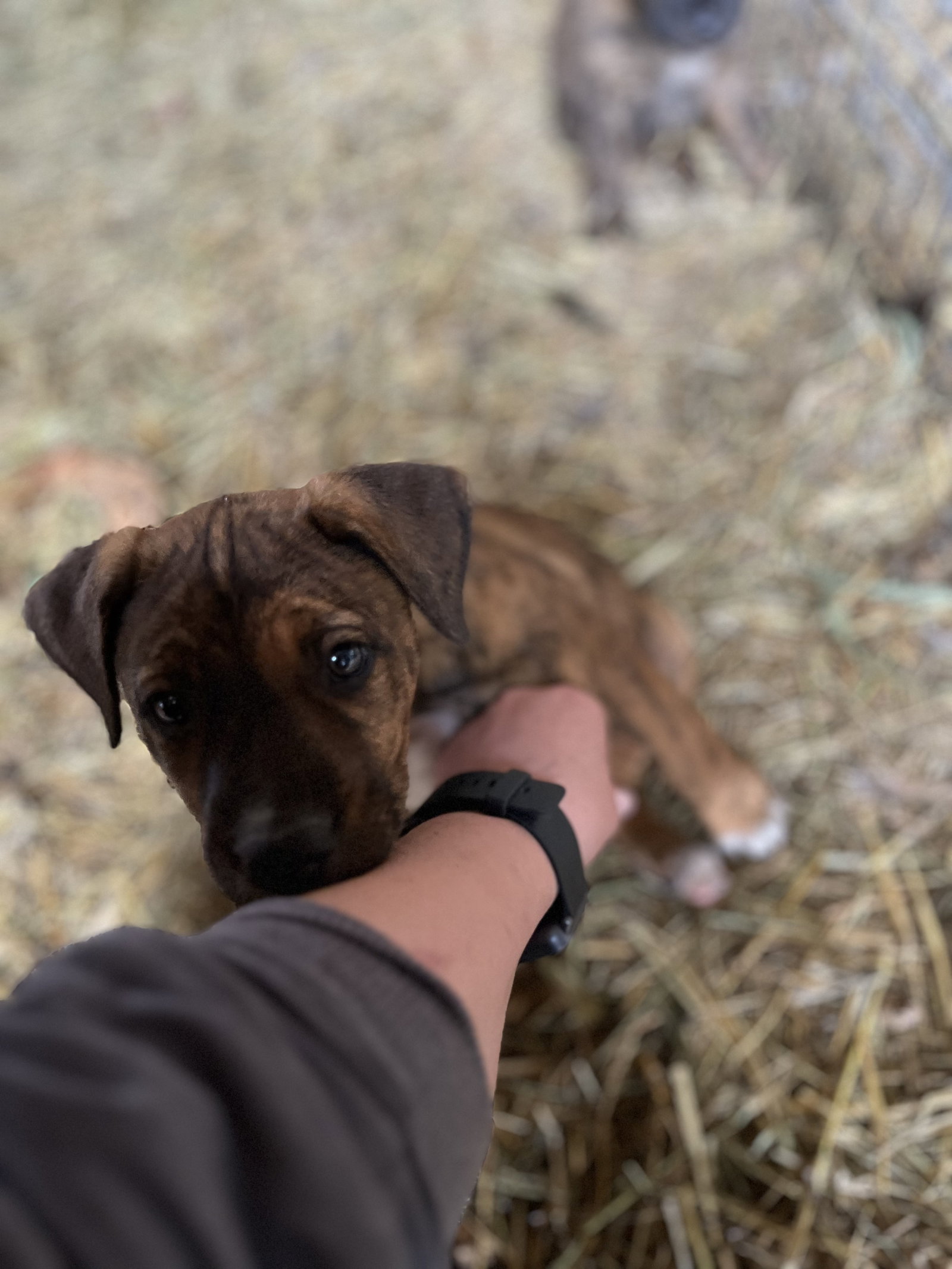 Dog adoption in Hillsboro, MO 63050 Australian Shepherd / Mixed (medium coat) Dog "Francis"