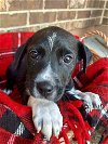 adoptable Dog in hillsboro, MO named Gunner