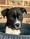 adoptable Dog in hillsboro, MO named Remington
