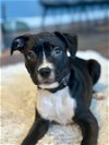 adoptable Dog in hillsboro, OR named Remington