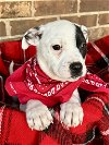 adoptable Dog in hillsboro, MO named Ruger