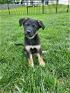 adoptable Dog in hillsboro, MO named Percy