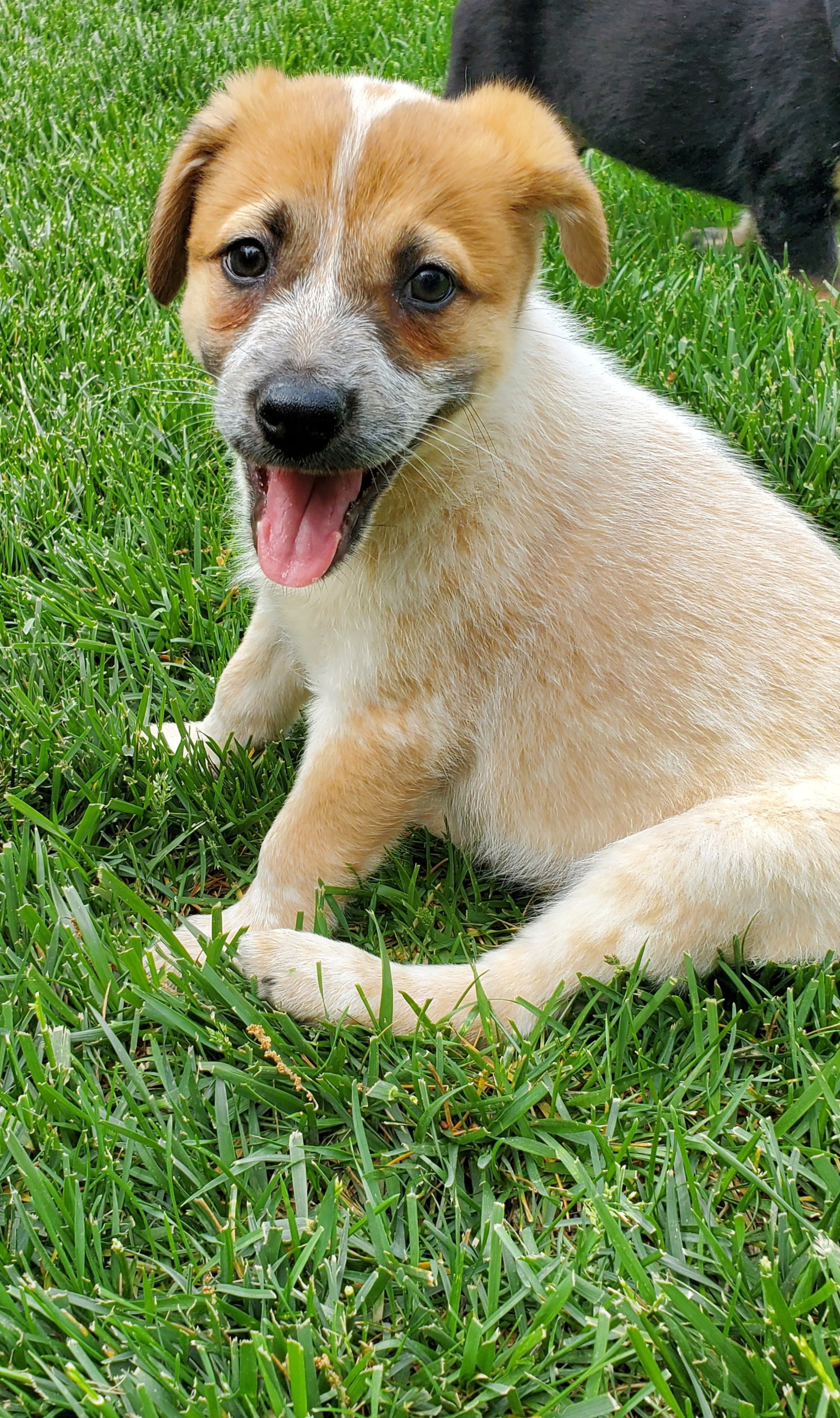 Dog adoption in Hillsboro, MO 63050 Pointer / Cattle Dog / Mixed (medium coat) Dog "Illa"