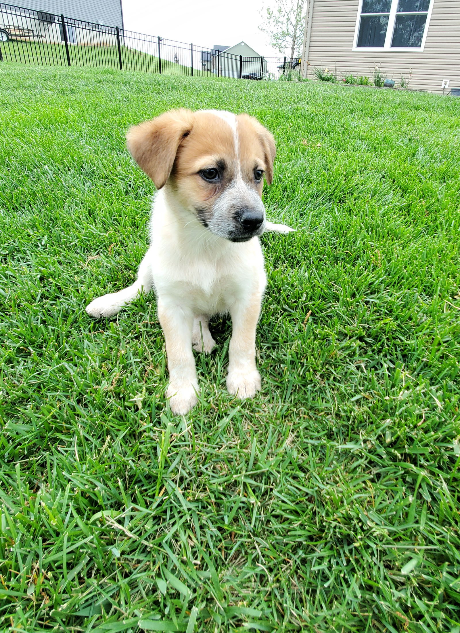 Dog for Adoption - Isla, a Pointer in Terre Du Lac, MO | Alpha Paw