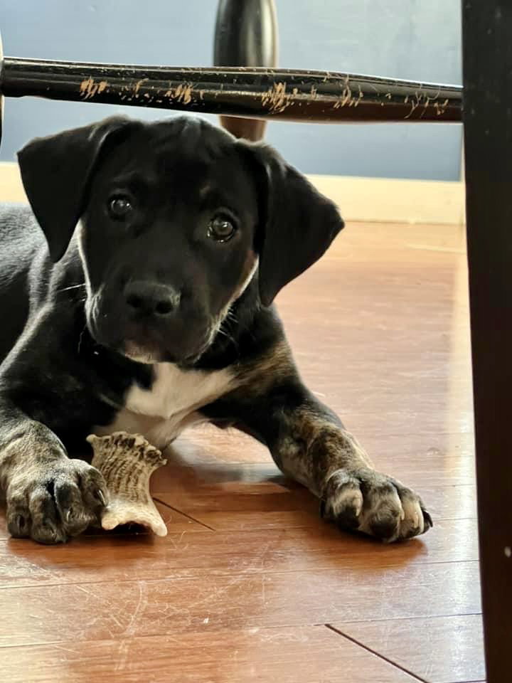 Dog adoption in Hillsboro, MO 63050 American Foxhound / Black Mouth Cur / Mixed (short coat