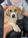 adoptable Dog in hillsboro, MO named Copper