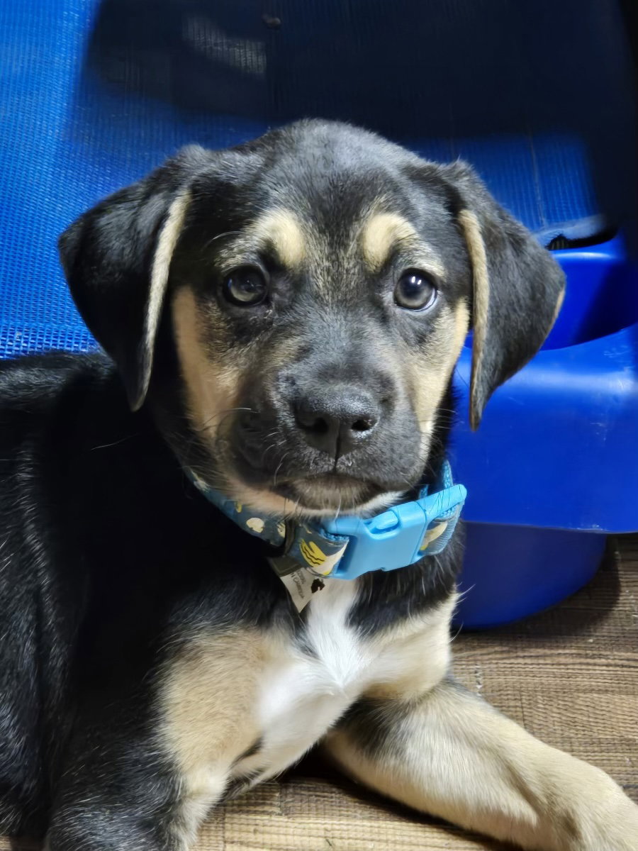 Dog adoption in Hillsboro, MO 63050 American Foxhound / Black Mouth Cur / Mixed (short coat
