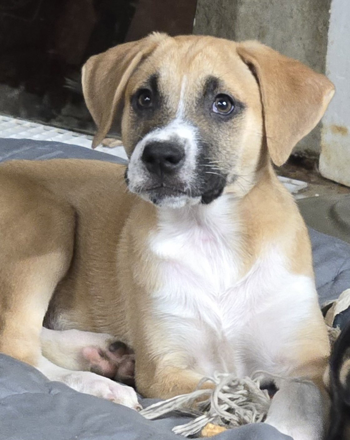Dog adoption in Hillsboro, MO 63050 American Foxhound / Black Mouth Cur / Mixed (short coat