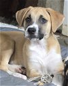 adoptable Dog in hillsboro, MO named Rosie