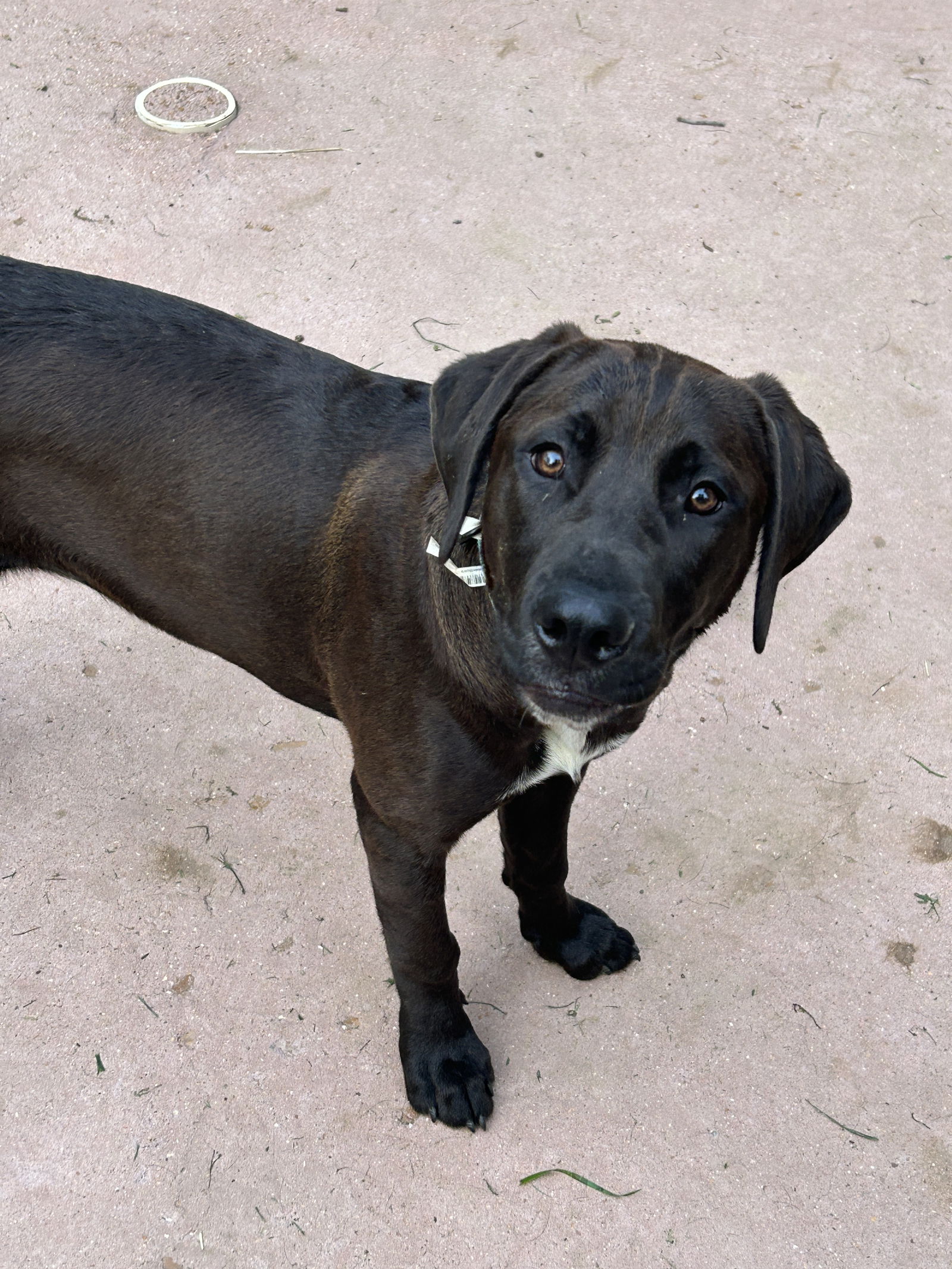 Dog adoption in Hillsboro, MO 63050: Labrador Retriever / Mixed (short ...