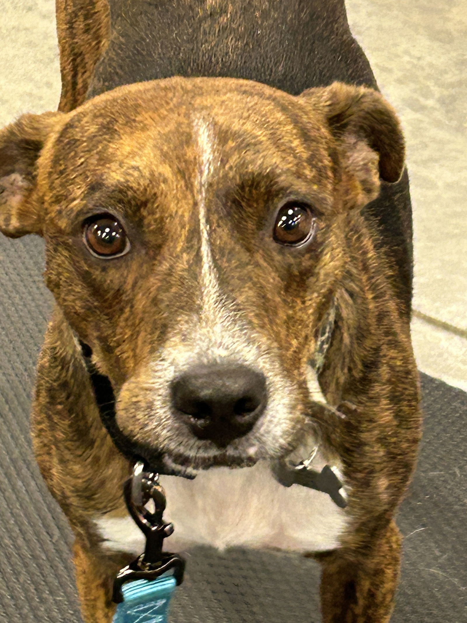 adoptable Dog in Hillsboro, MO named Otis