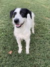 adoptable Dog in  named Buccaneer