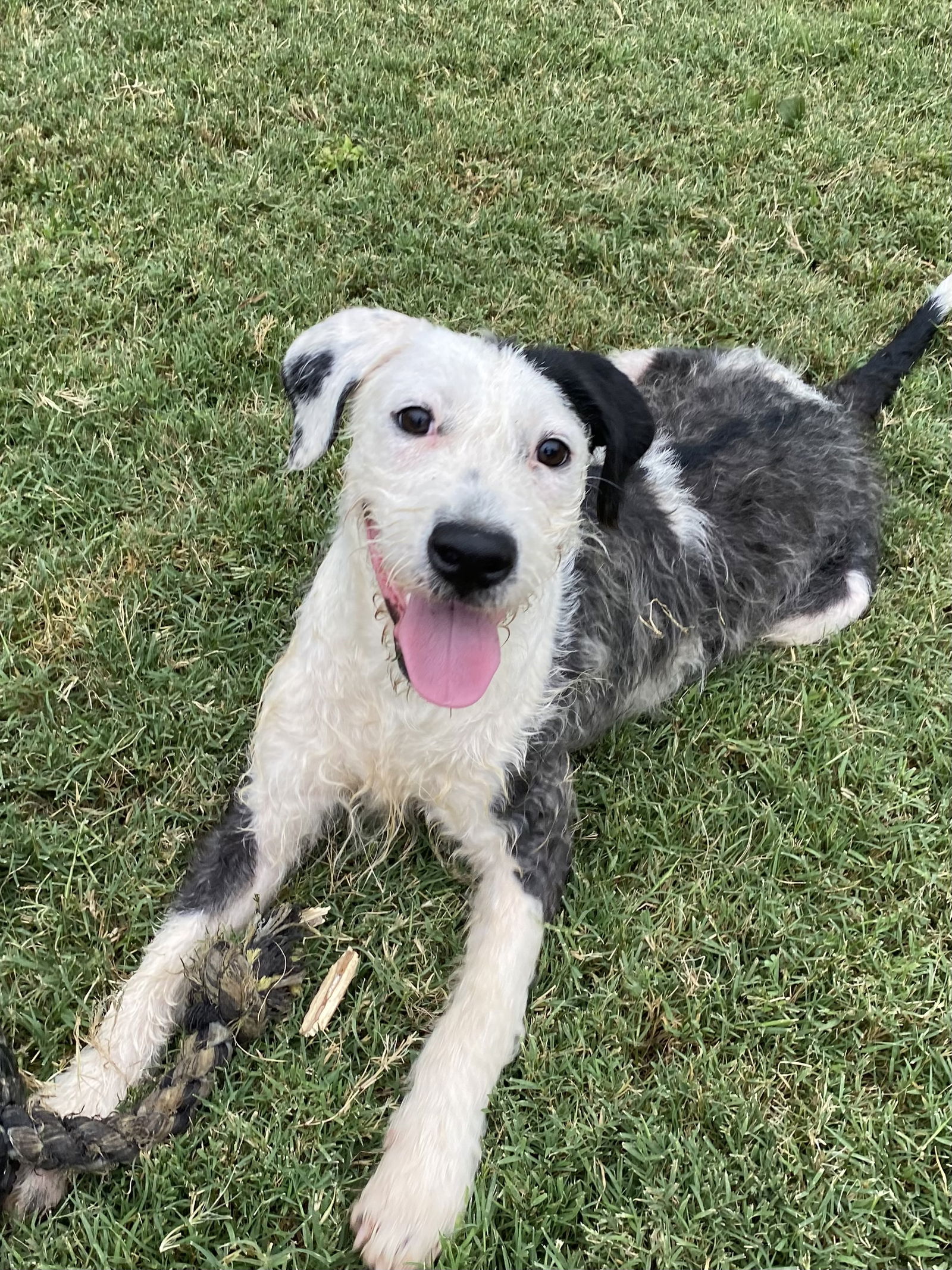 adoptable Dog in Hillsboro, MO named Barque