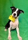 adoptable Dog in LS, MO named Mavis