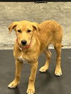 adoptable Dog in LS, MO named Cleo