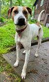 adoptable Dog in Hillsboro, OR named Chance