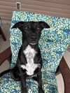 adoptable Dog in  named Sadie