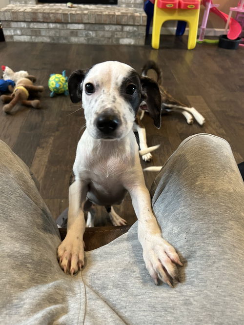 picture of the dog needing adoption