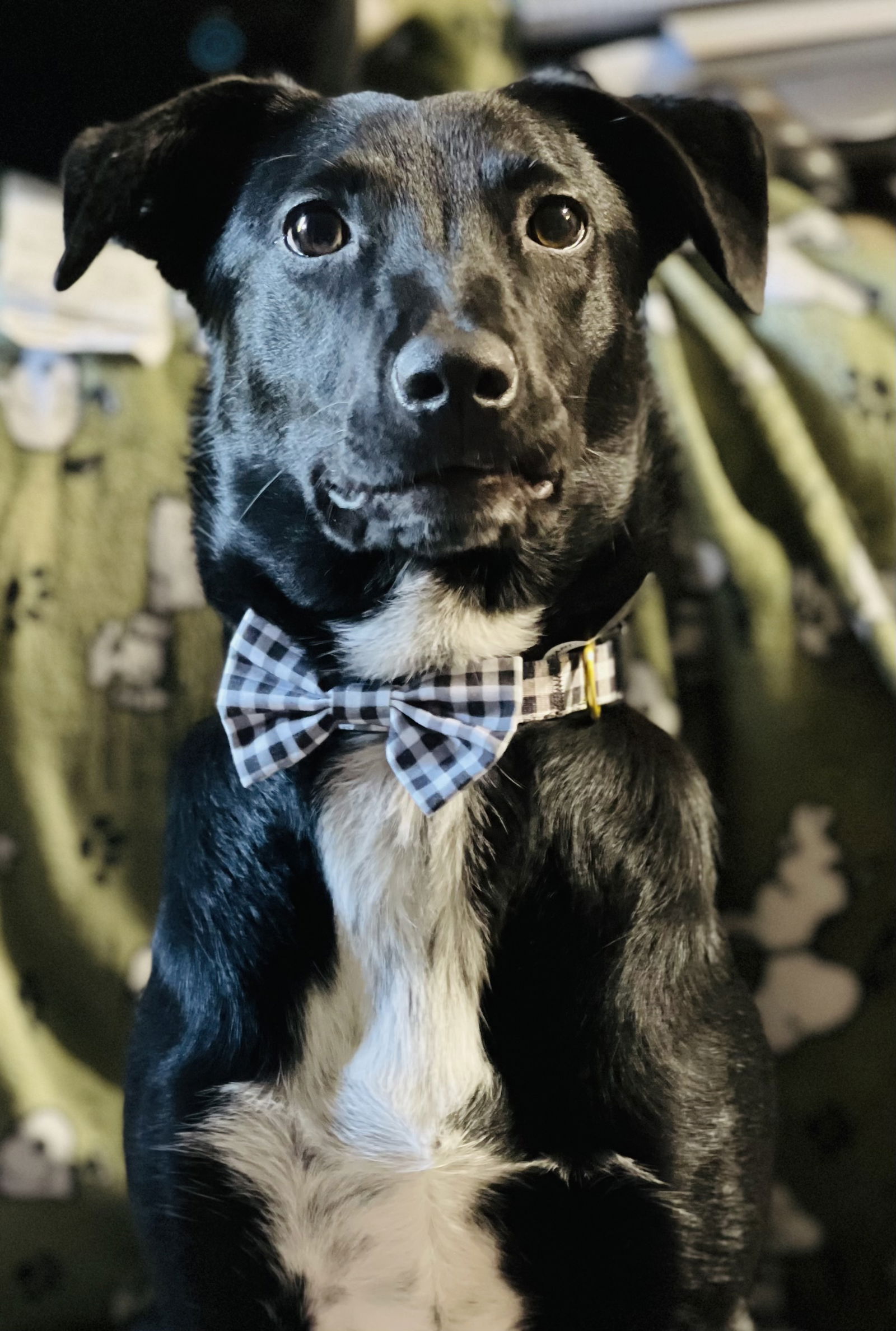 adoptable Dog in Hillsboro, MO named Quentin
