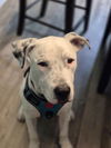 adoptable Dog in  named Odin