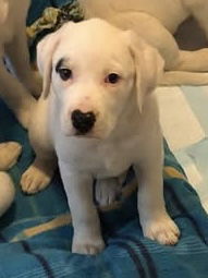 adoptable Dog in Hillsboro, MO named Magnolia