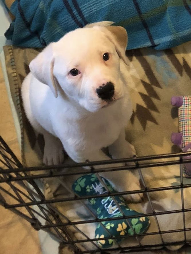 adoptable Dog in Hillsboro, MO named Camellia