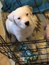 adoptable Dog in Hillsboro, OR named Camellia