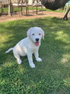 adoptable Dog in ls, MO named Tru
