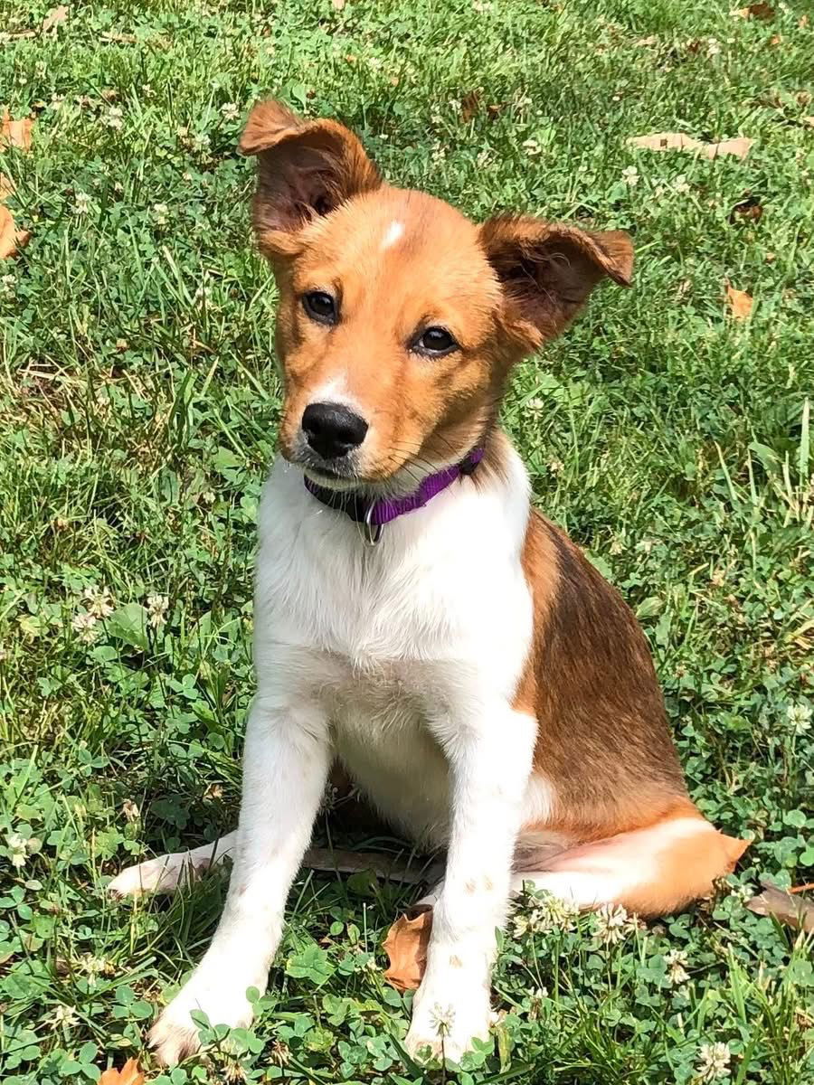 adoptable Dog in Hillsboro, MO named Elsie