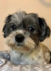 adoptable Dog in  named Toto