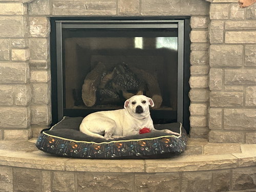 picture of the dog needing adoption