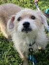 adoptable Dog in  named Freddy