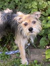 adoptable Dog in  named Rocky